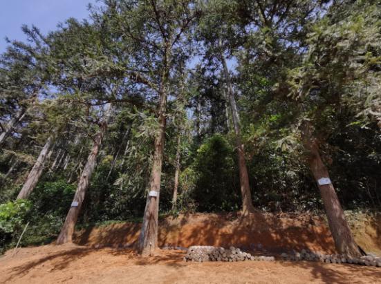 暑假肇庆旅游攻略,带上行囊出发吧