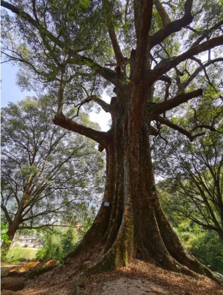 暑假肇庆旅游攻略,带上行囊出发吧