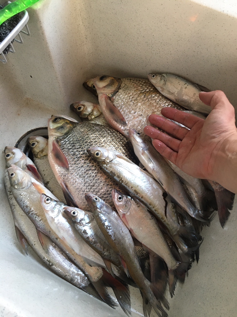 山湖水库迎风甩大鞭，没点技术怎么擒住斤翘