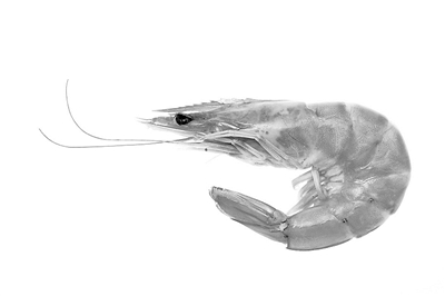 十大优质蛋白食物排行一览表,优质蛋白抗氧化剂的优质食物