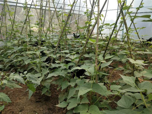 五黑土鸡生态养殖基地,五黑乌鸡养殖场