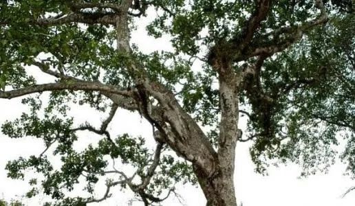 保山茶区最有名的茶叶是什么茶,保山最好的茶叶品牌是什么