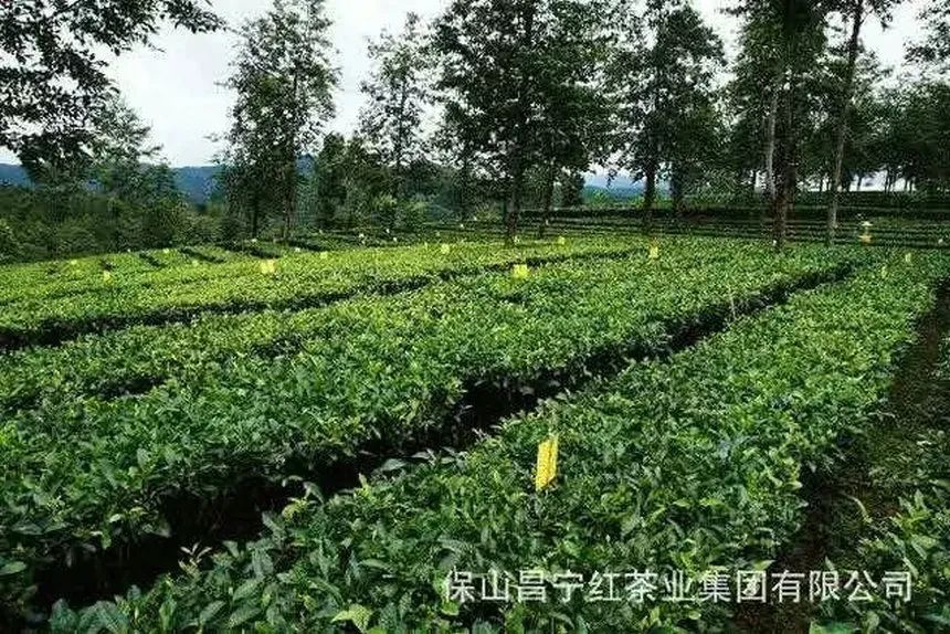 保山茶区最有名的茶叶是什么茶,保山最好的茶叶品牌是什么
