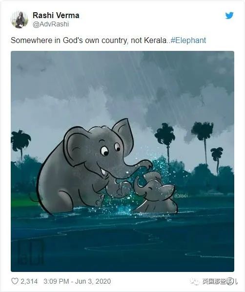 怀孕母象遭喂食藏火药,怀孕母象吃炸弹菠萝