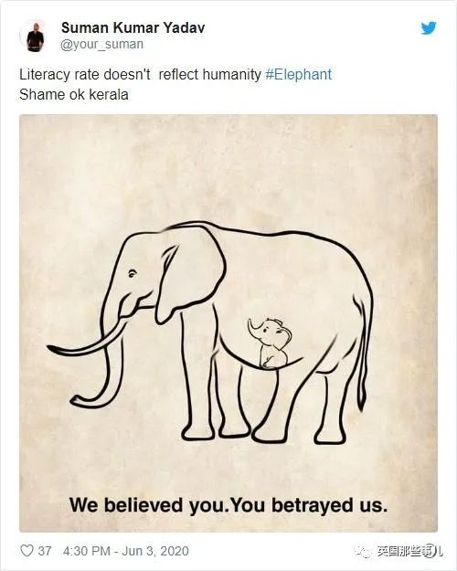 怀孕母象遭喂食藏火药,怀孕母象吃炸弹菠萝