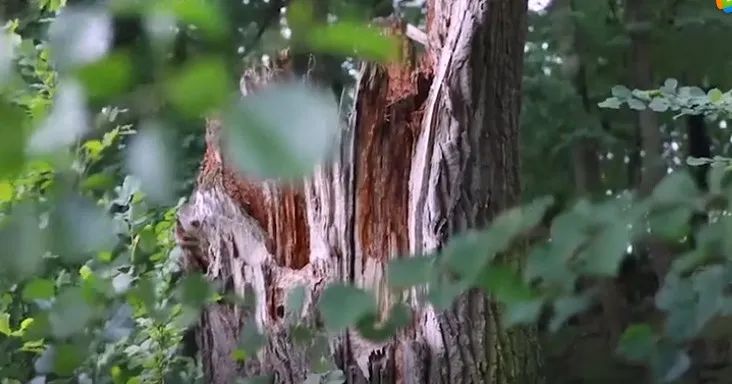 喜宝有机婴儿羊奶粉怎么样,喜宝有机羊奶粉