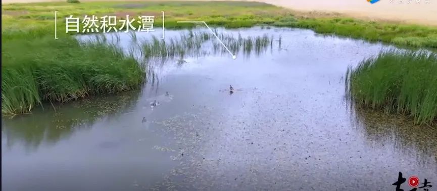 喜宝有机婴儿羊奶粉怎么样,喜宝有机羊奶粉