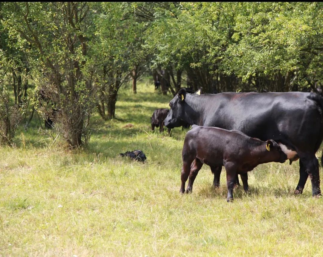 喜宝有机婴儿羊奶粉怎么样,喜宝有机羊奶粉