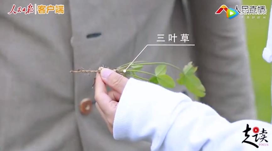 喜宝有机婴儿羊奶粉怎么样,喜宝有机羊奶粉