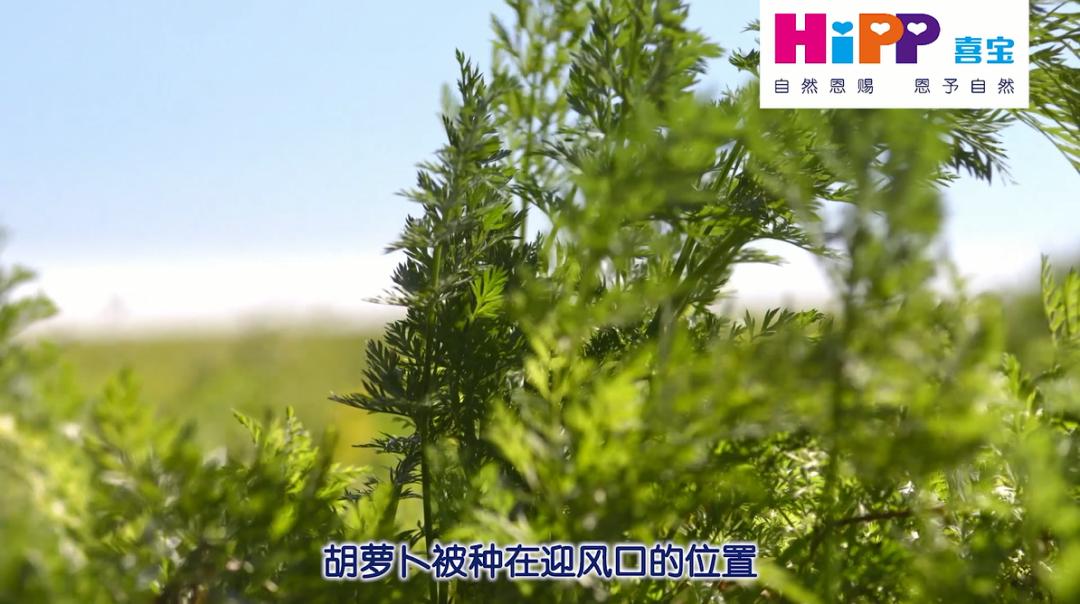 喜宝有机婴儿羊奶粉怎么样,喜宝有机羊奶粉
