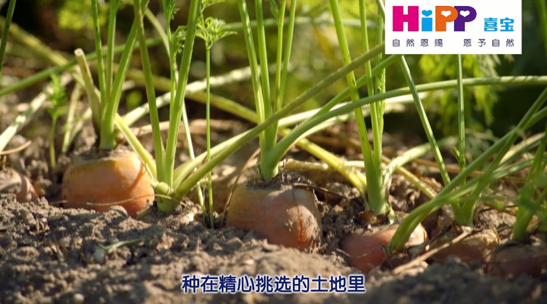 喜宝有机婴儿羊奶粉怎么样,喜宝有机羊奶粉