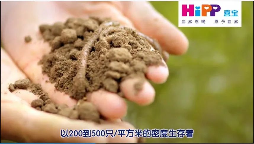 喜宝有机婴儿羊奶粉怎么样,喜宝有机羊奶粉