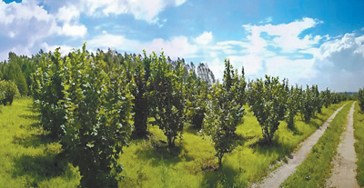 既让荒山披绿装,又让农户增收入,长兴村——一颗小榛子两种好滋味(在希望的田野上③)