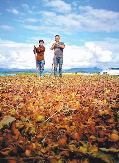 既让荒山披绿装,又让农户增收入,长兴村——一颗小榛子两种好滋味(在希望的田野上③)