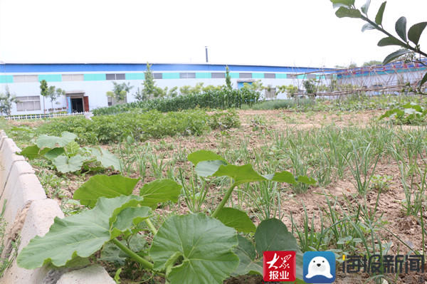 出黑板报、分地种菜阳信这个国家级高新技术企业有点“土”
