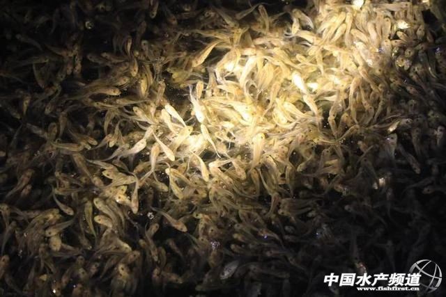 全规格都在跌！丰产≠丰收，养得越多赔得越惨！饲料厂、流通商，谁能挽救大黄鱼？