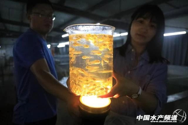 全规格都在跌！丰产≠丰收，养得越多赔得越惨！饲料厂、流通商，谁能挽救大黄鱼？