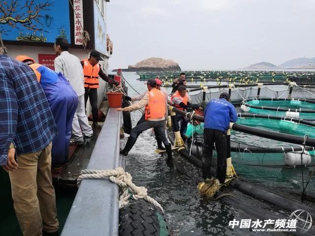 全规格都在跌！丰产≠丰收，养得越多赔得越惨！饲料厂、流通商，谁能挽救大黄鱼？