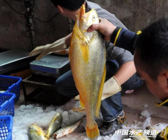 全规格都在跌！丰产≠丰收，养得越多赔得越惨！饲料厂、流通商，谁能挽救大黄鱼？