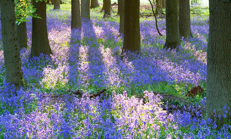 限量抢！祖玛珑爆款香水89元一瓶！蓝风铃、英国梨、鼠尾草都有
