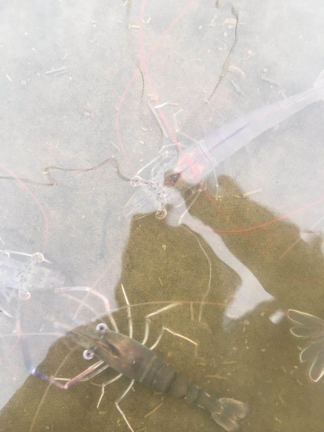 高温天气，南美白对虾“肠炎、拖便”频发，如何才能安稳度过肠炎高发期？