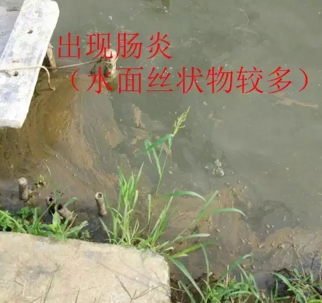 高温天气，南美白对虾“肠炎、拖便”频发，如何才能安稳度过肠炎高发期？