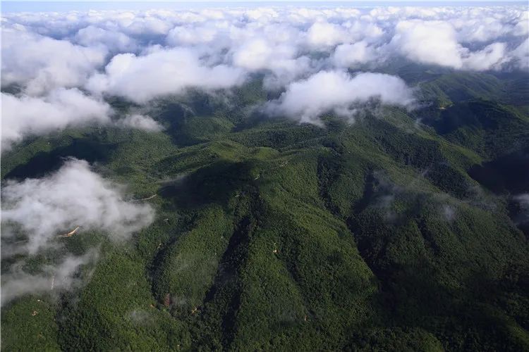 再造子午岭,再造一个子午岭有效吗