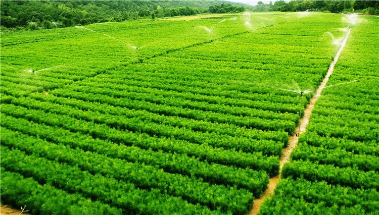 再造子午岭,再造一个子午岭有效吗