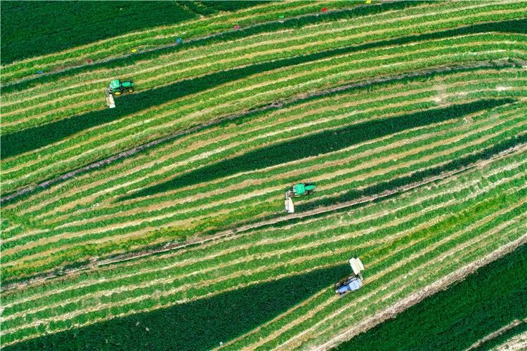 再造子午岭,再造一个子午岭有效吗