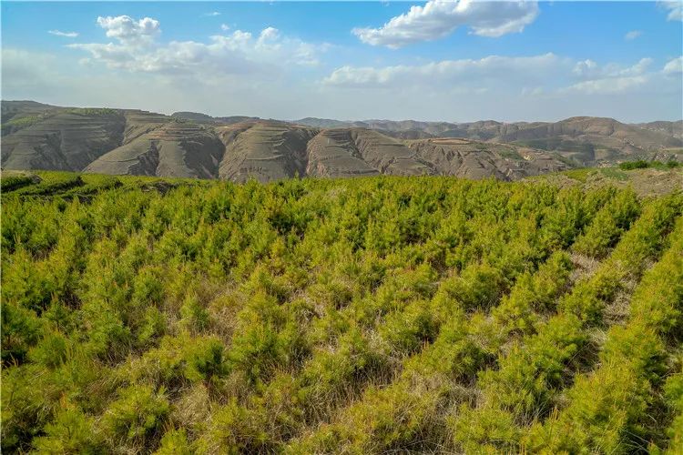 再造子午岭,再造一个子午岭有效吗