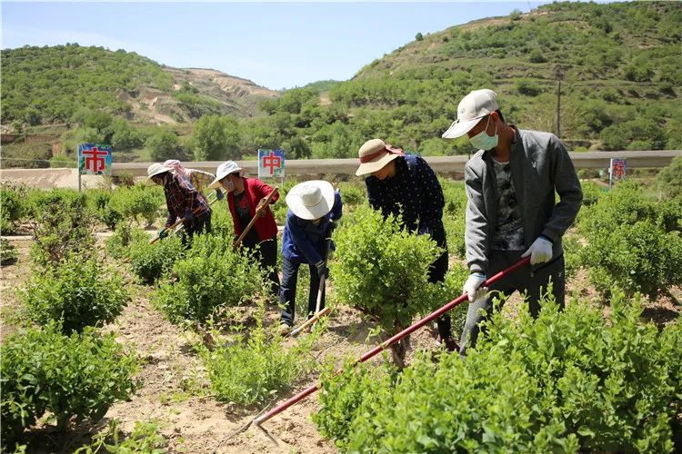 再造子午岭,再造一个子午岭有效吗