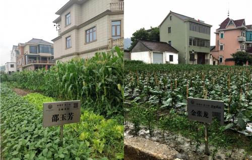 钀у北鎴存潙鍐滃満钄彍,钀у北鍐滄潙绉嶈彍