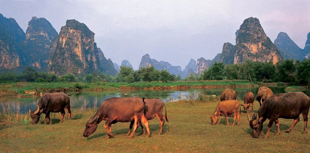 广西明仕田园旅行感想,中越边境明仕田园风景区图片