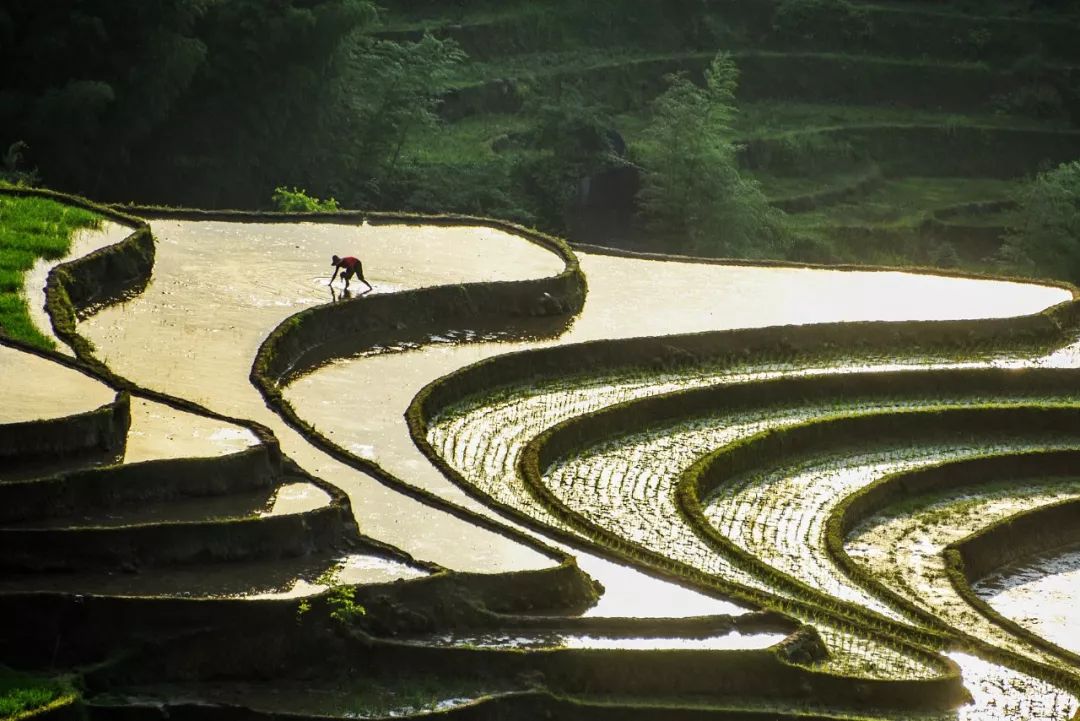 今日芒种七律,今日芒种最新模板