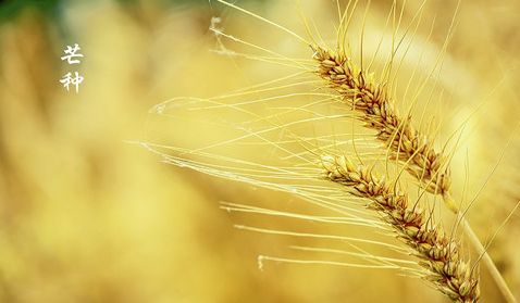 今日芒种七律,今日芒种最新模板