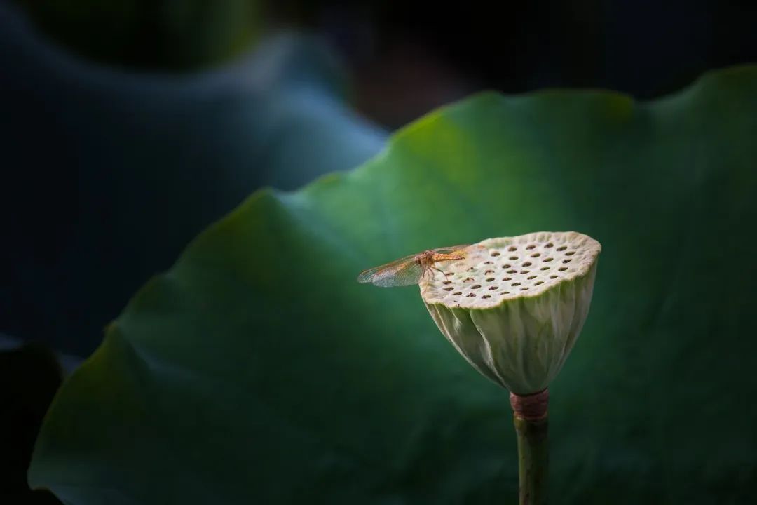 今日芒种七律,今日芒种最新模板