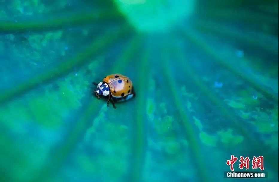 种下希望芒种,芒种忙在当下种下未来下一句