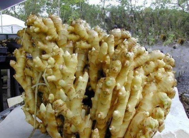 1块生姜放盆里，长出一片姜，只用了1个方法，2年都吃不完