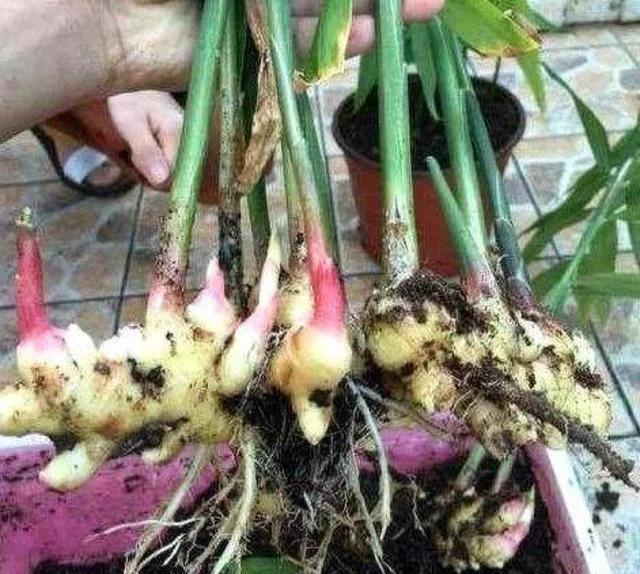 1块生姜放盆里，长出一片姜，只用了1个方法，2年都吃不完