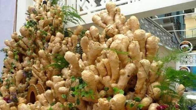 1块生姜放盆里，长出一片姜，只用了1个方法，2年都吃不完