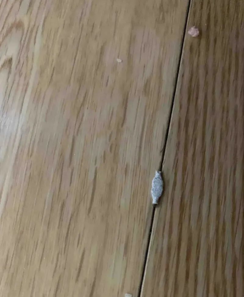 广东一男子被怪虫抓了10多只,广东一男子家被怪虫光顾