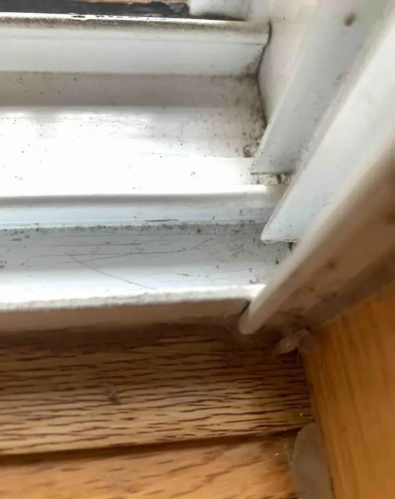 广东一男子被怪虫抓了10多只,广东一男子家被怪虫光顾