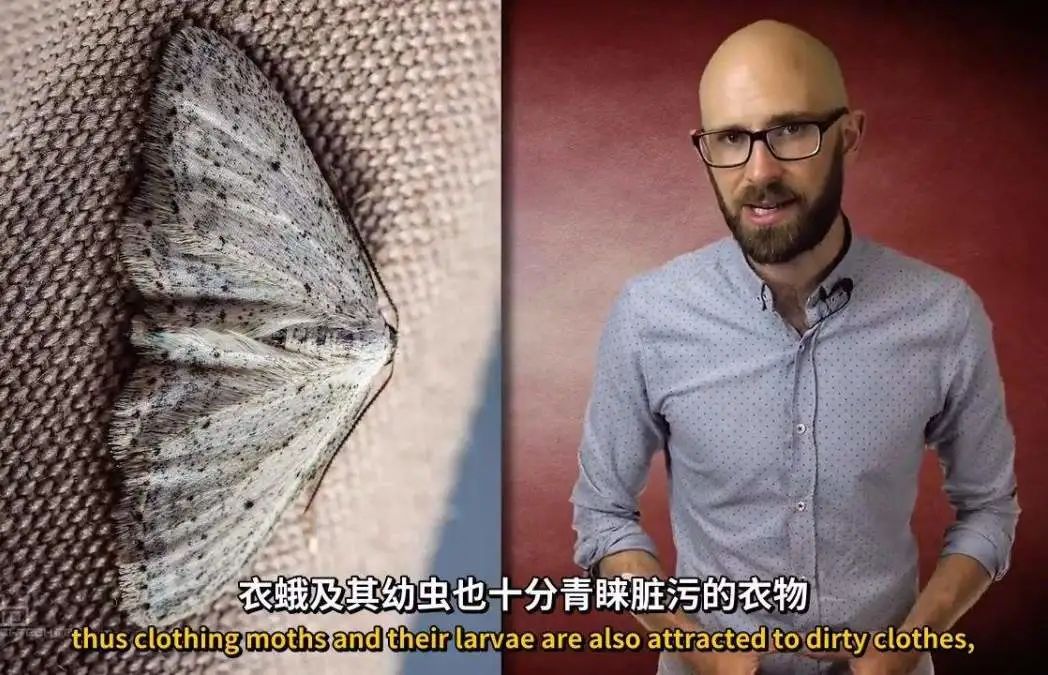 广东一男子被怪虫抓了10多只,广东一男子家被怪虫光顾