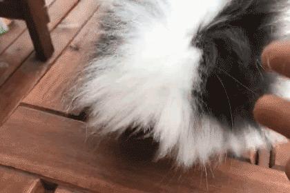 广东一男子被怪虫抓了10多只,广东一男子家被怪虫光顾