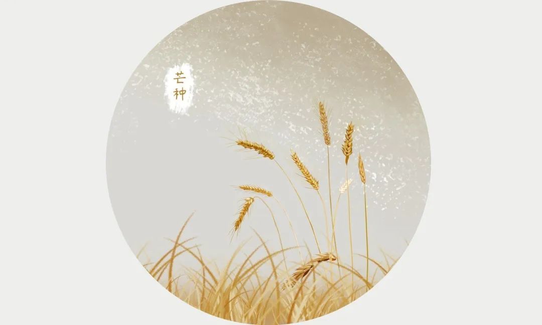 芒种收获幸福种下希望,芒种播下希望的种子