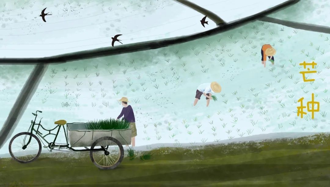 芒种收获幸福种下希望,芒种播下希望的种子