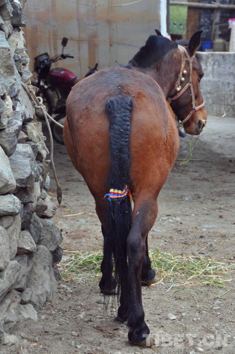 初到拉萨的视频,初到拉萨