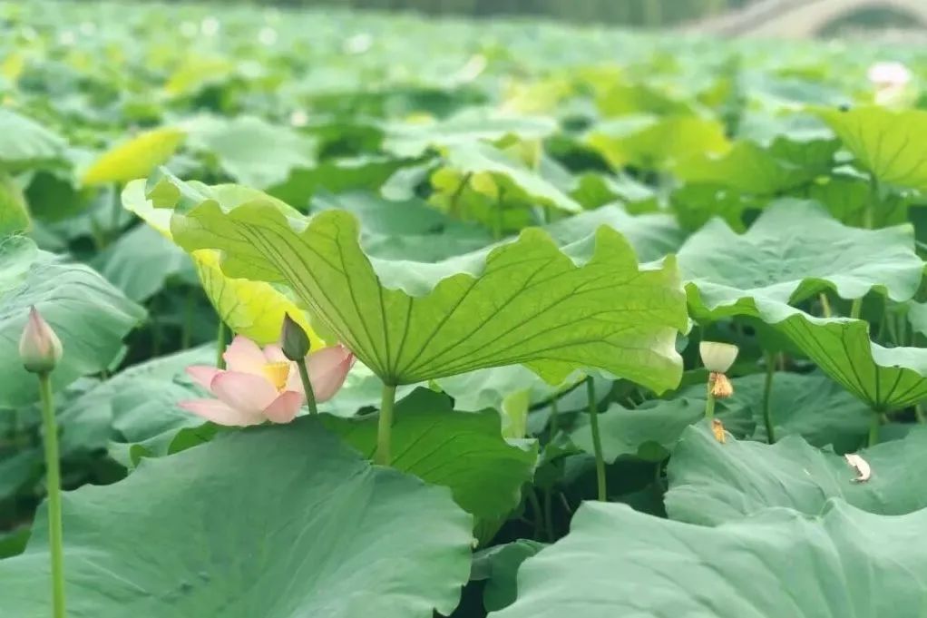 成都大学与哪所大学实力相当,成都大学是什么级别的大学