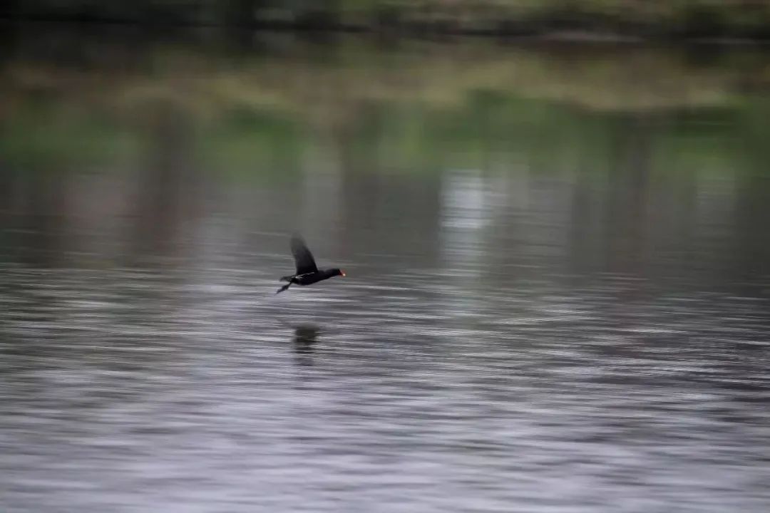 成都大学与哪所大学实力相当,成都大学是什么级别的大学