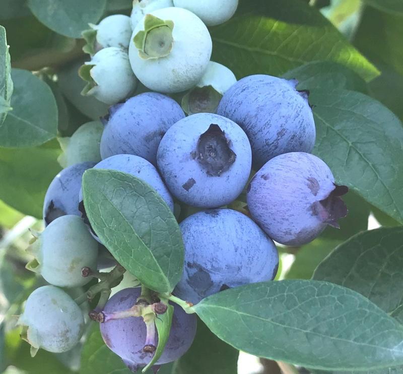 象山大徐镇的蓝莓,象山摘蓝莓